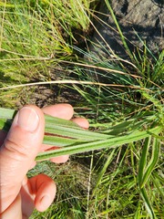 Hypoxis rigidula rigidula