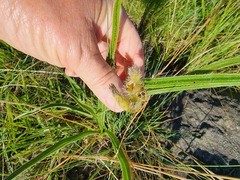 Hypoxis rigidula rigidula