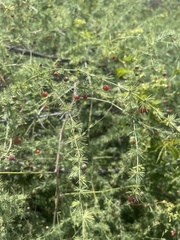 Asparagus cooperi