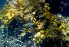 Olisthops cyanomelas