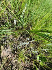 Hypoxis rigidula rigidula