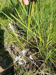 Hypoxis