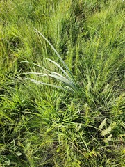 Hypoxis rigidula rigidula