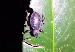 Otiorhynchus ovalipennis