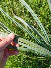 Hypoxis rigidula rigidula