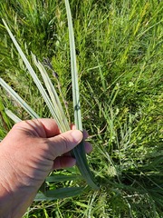 Hypoxis rigidula rigidula