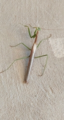 Coptopteryx gayi