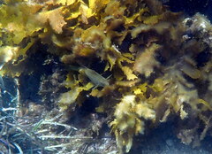 Olisthops cyanomelas