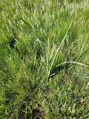 Hypoxis rigidula rigidula