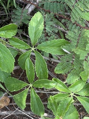 Cyphostemma simulans