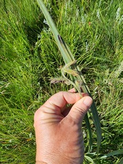 Hypoxis rigidula rigidula