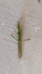 Coptopteryx gayi