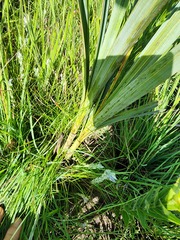 Hypoxis rigidula rigidula