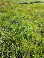 Hypoxis rigidula rigidula