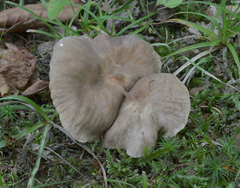 Lactarius subplinthogalus