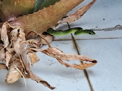 Philothamnus occidentalis