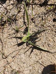Hypoxis argentea