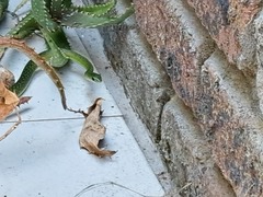 Philothamnus occidentalis