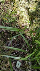 Dianella nigra