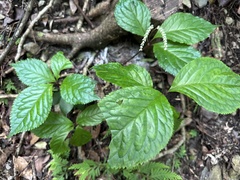 Chloranthus oldhamii