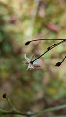 Dianella nigra