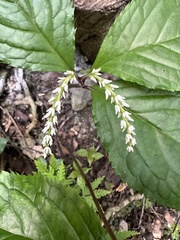 Chloranthus oldhamii