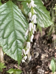 Chloranthus oldhamii