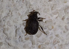 Otiorhynchus rugosostriatus