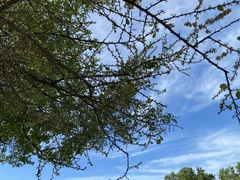 Sideroxylon celastrinum