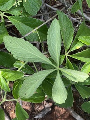 Cyphostemma simulans