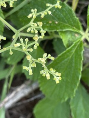 Cyphostemma simulans