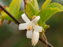 Styrax matsumuraei