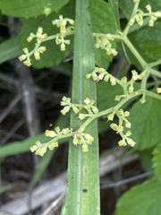 Cyphostemma simulans