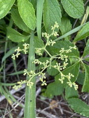 Cyphostemma simulans