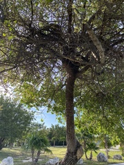 Sideroxylon celastrinum