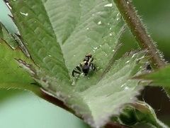 Rhagoletis cerasi