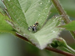 Rhagoletis cerasi