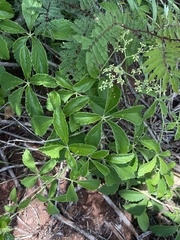 Cyphostemma simulans