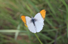 Colotis evenina