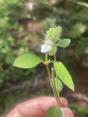 Isoglossa glandulosissima