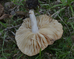 Lactarius subplinthogalus