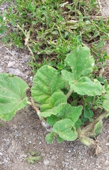 Ibicella lutea