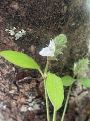 Isoglossa glandulosissima