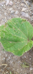 Ibicella lutea