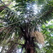 Dypsis perrieri - Photo no rights reserved, uploaded by Romer Rabarijaona
