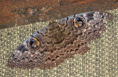Erebus walkeri