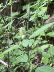 Isoglossa glandulosissima
