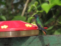Chrysuronia oenone