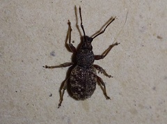 Otiorhynchus crataegi