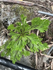 Selaginella tamariscina